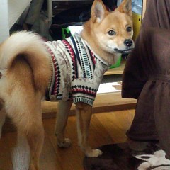 幸（さち）ちゃん！の画像