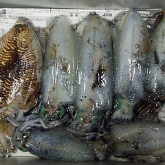 アオリイカの画像