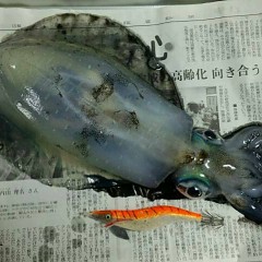 アオリイカの画像