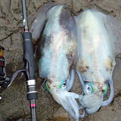 お昼のちょい釣りの画像