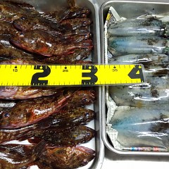 ガシラ＆アオリイカの画像