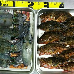 ガシラ＆新子の画像