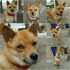 幸（さち）ちゃんの画像