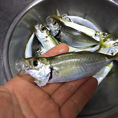 小アジの画像