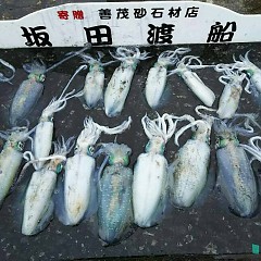 アオリイカの画像
