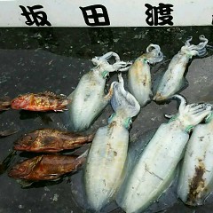 アオリイカの画像