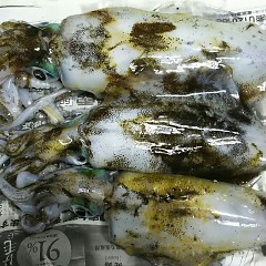 アオリイカの画像