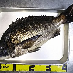 大チヌの画像