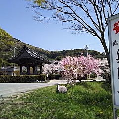 興国寺の桜の画像
