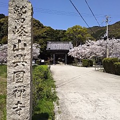 興国寺の桜の画像