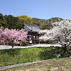 興国寺の桜の画像