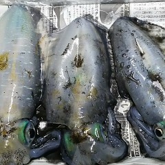 アオリイカの画像