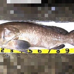 クエ入荷！の画像