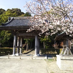 桜の画像