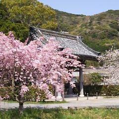 クエ鍋の画像