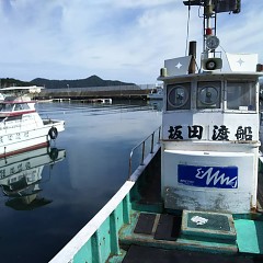 アオリイカの画像