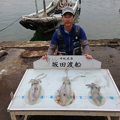 アオリイカの画像