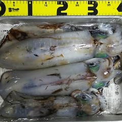 アオリイカの画像