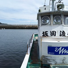 アオリイカの画像