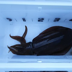 アオリイカの画像