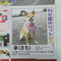 幸（さち）ちゃんの画像