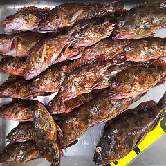 ガシラ釣りの画像