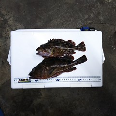 ガシラ釣りの画像