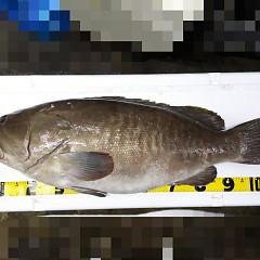 クエ入荷の画像
