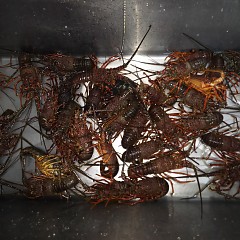 伊勢海老フルコースの画像