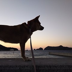 幸ちゃんの画像