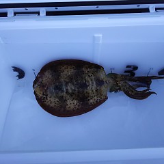 アオリイカの画像