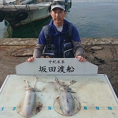 アオリイカの画像