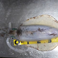 アオリイカの画像