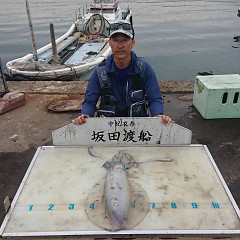 アオリイカの画像