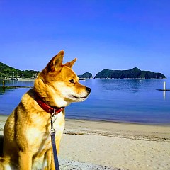 暑中お見舞い申し上げますの画像