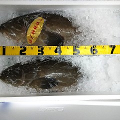クエ入荷！の画像