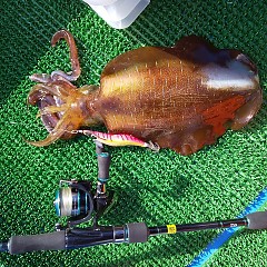 アオリイカの画像
