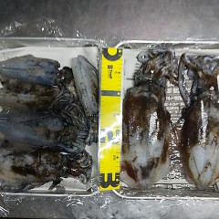 アオリイカの画像