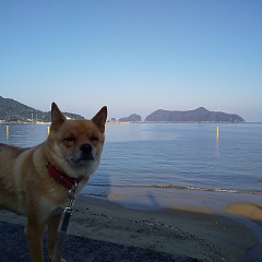 伊勢海老赤だしの画像