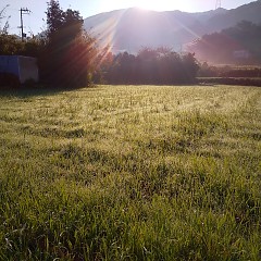 伊勢海老赤だしの画像