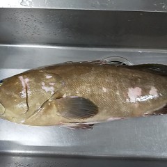 クエ入荷の画像