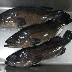 近大クエの画像