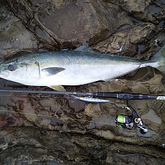 ちょい釣りの画像