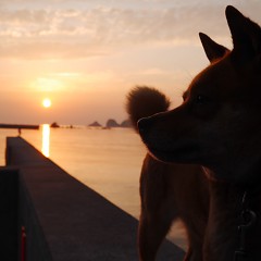 綺麗な夕陽の画像