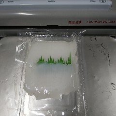 アオリイカの画像