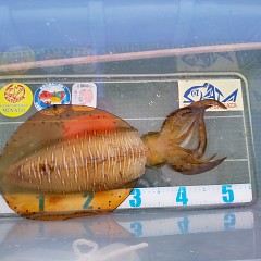 アオリイカの画像