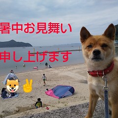 暑中お見舞い申し上げますの画像