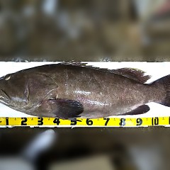 クエ入荷！の画像