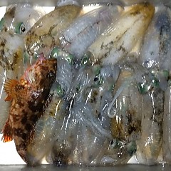 アオリイカの画像