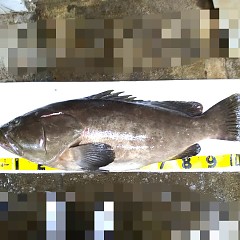 クエ入荷！の画像